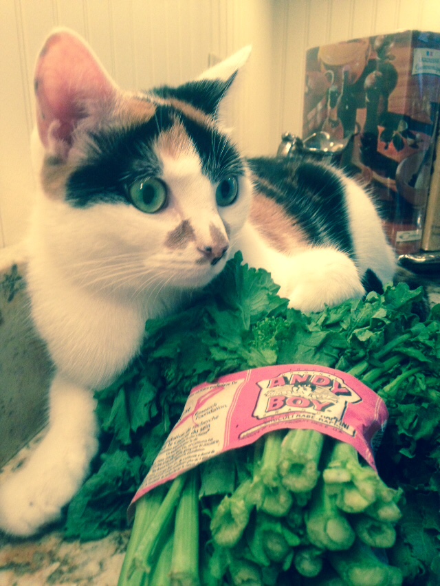 cat-that-likes-broccoli
